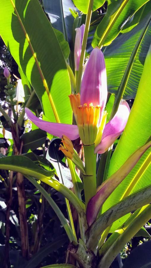 Cote Caraibes Apartment Bouillante Ngoại thất bức ảnh